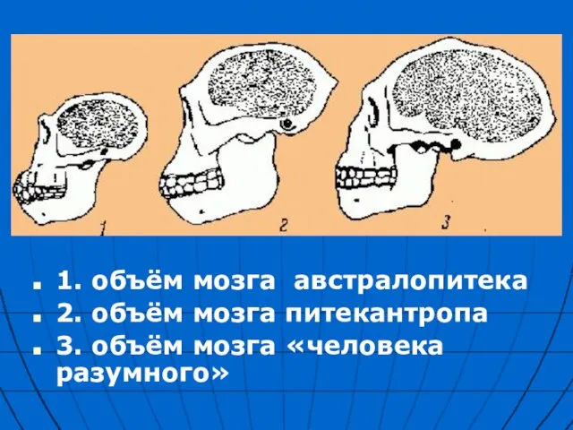 1. объём мозга австралопитека 2. объём мозга питекантропа 3. объём мозга «человека разумного»