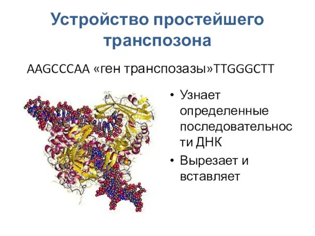 Устройство простейшего транспозона Узнает определенные последовательности ДНК Вырезает и вставляет AAGCCCAA «ген транспозазы»TTGGGCTT