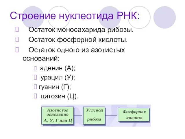 Строение нуклеотида РНК: Остаток моносахарида рибозы. Остаток фосфорной кислоты. Остаток одного из