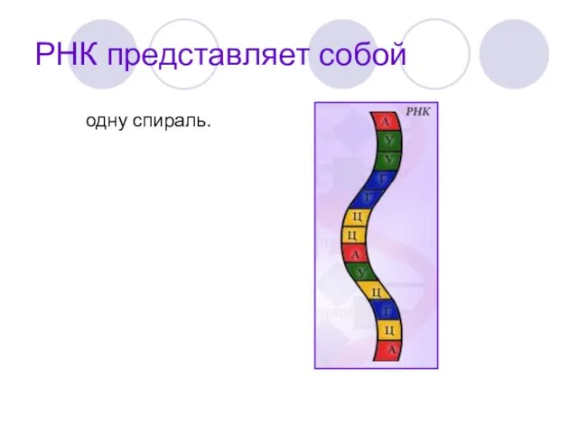 РНК представляет собой одну спираль.
