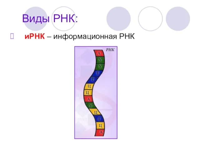 Виды РНК: иРНК – информационная РНК