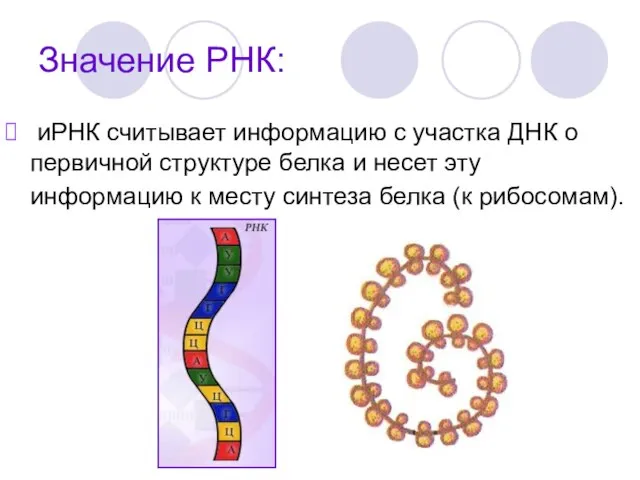 Значение РНК: иРНК считывает информацию с участка ДНК о первичной структуре белка