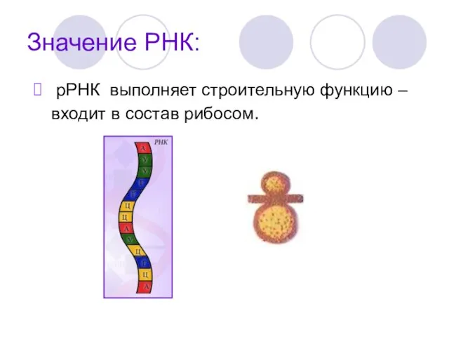 Значение РНК: рРНК выполняет строительную функцию – входит в состав рибосом.