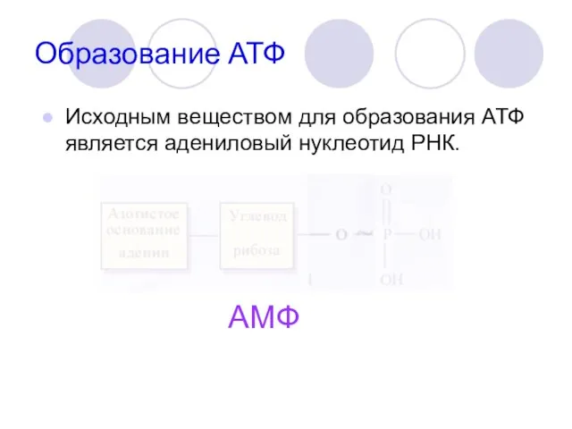 Образование АТФ Исходным веществом для образования АТФ является адениловый нуклеотид РНК. АМФ