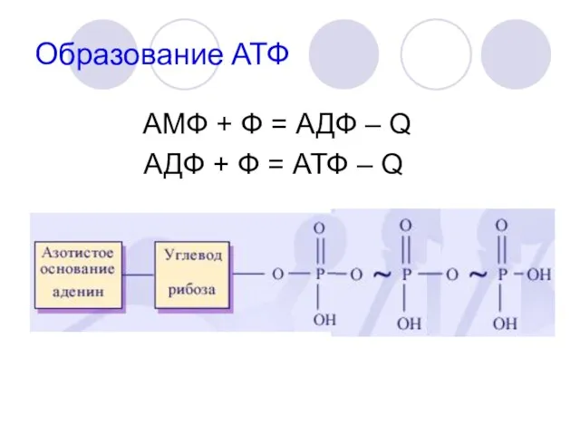 Образование АТФ АМФ + Ф = АДФ – Q АДФ + Ф = АТФ – Q