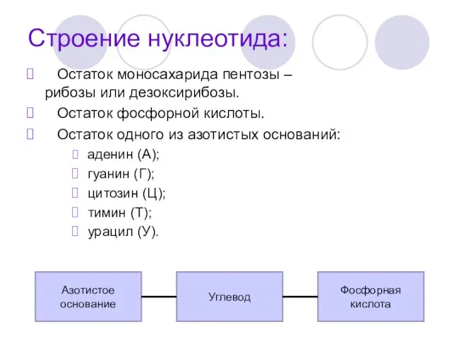 Строение нуклеотида: Остаток моносахарида пентозы – рибозы или дезоксирибозы. Остаток фосфорной кислоты.