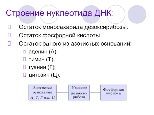 Строение нуклеотида ДНК: Остаток моносахарида дезоксирибозы. Остаток фосфорной кислоты. Остаток одного из