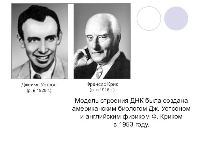 Модель строения ДНК была создана американским биологом Дж. Уотсоном и английским физиком