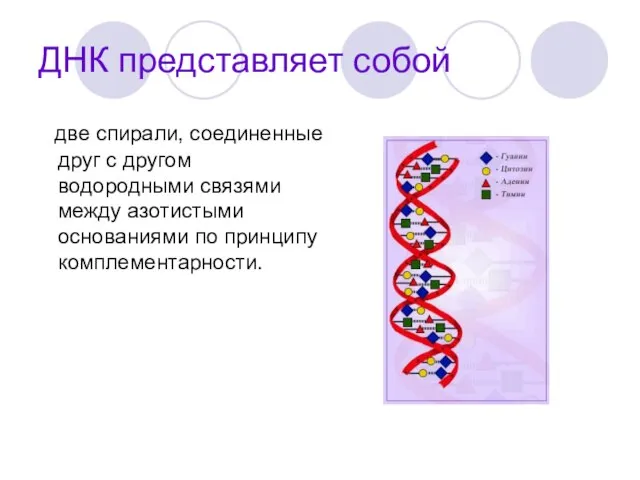 ДНК представляет собой две спирали, соединенные друг с другом водородными связями между