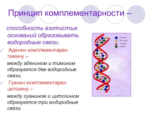 Принцип комплементарности – способность азотистых оснований образовывать водородные связи. Аденин комплементарен тимину