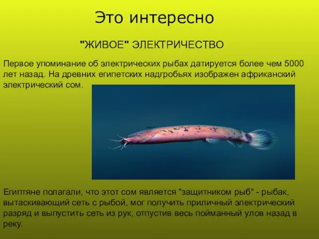 "ЖИВОЕ" ЭЛЕКТРИЧЕСТВО Первое упоминание об электрических рыбах датируется более чем 5000 лет