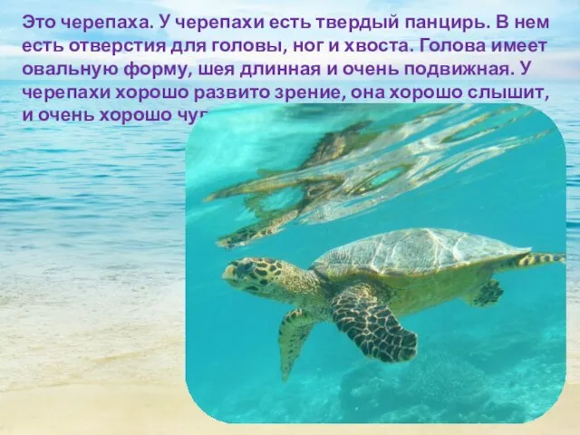 Это черепаха. У черепахи есть твердый панцирь. В нем есть отверстия для