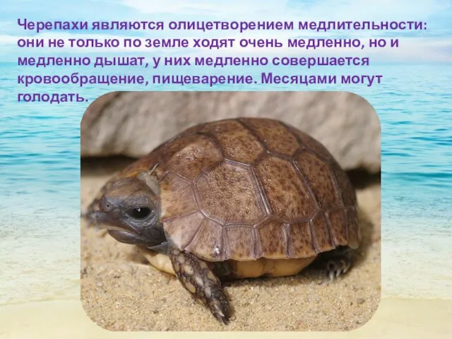 Черепахи являются олицетворением медлительности: они не только по земле ходят очень медленно,