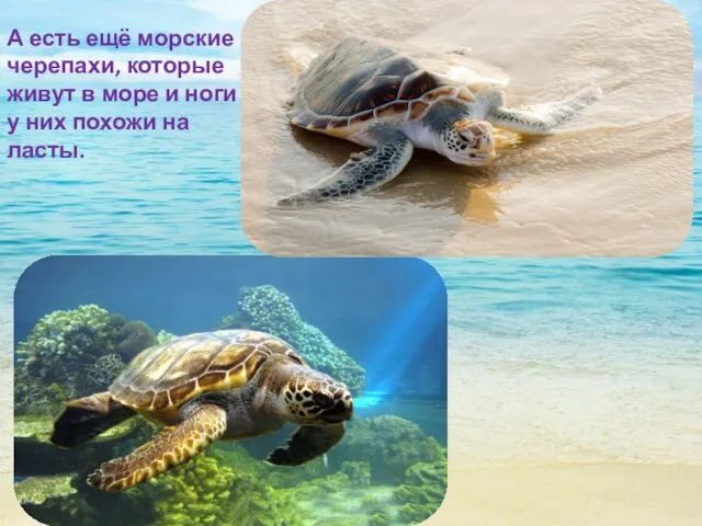 А есть ещё морские черепахи, которые живут в море и ноги у них похожи на ласты.