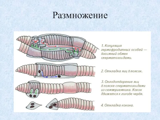 Размножение