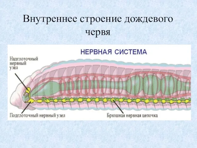 Внутреннее строение дождевого червя