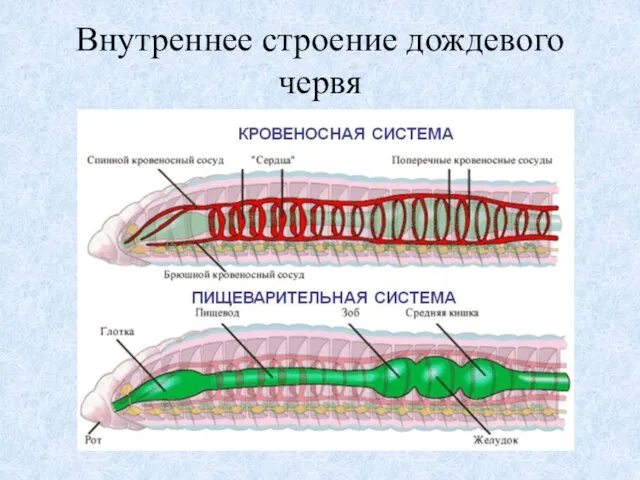 Внутреннее строение дождевого червя