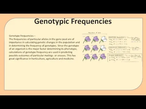Genotype frequencies – The frequencies of particular alleles in the gene pool