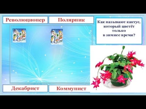 Как называют кактус, который цветёт только в зимнее время? Революционер Полярник Декабрист Коммунист