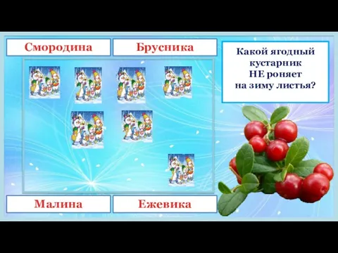 Какой ягодный кустарник НЕ роняет на зиму листья? Смородина Брусника Малина Ежевика