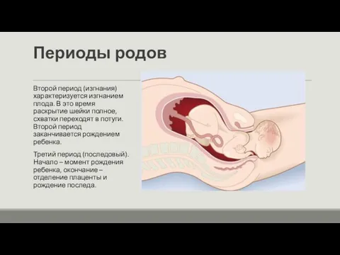 Периоды родов Второй период (изгнания) характеризуется изгнанием плода. В это время раскрытие