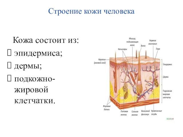 Строение кожи человека Кожа состоит из: эпидермиса; дермы; подкожно-жировой клетчатки.