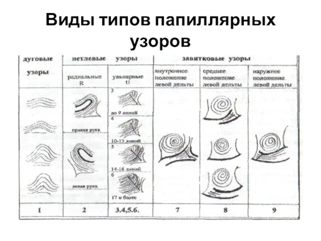 Виды типов папиллярных узоров