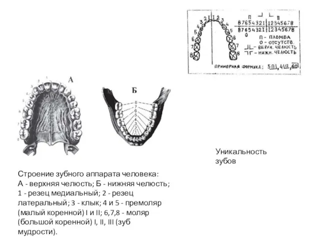 Строение зубного аппарата человека: А - верхняя челюсть; Б - нижняя челюсть;