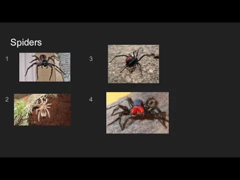 Spiders 1 3 2 4