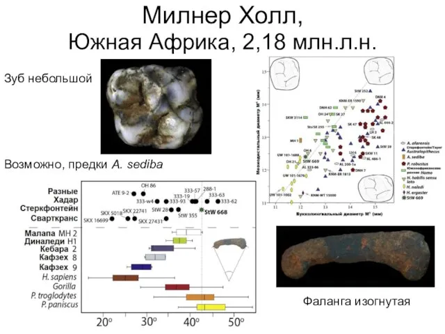 Милнер Холл, Южная Африка, 2,18 млн.л.н. Возможно, предки A. sediba Зуб небольшой Фаланга изогнутая