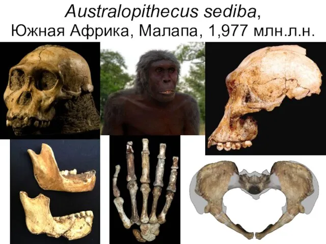 Australopithecus sediba, Южная Африка, Малапа, 1,977 млн.л.н.