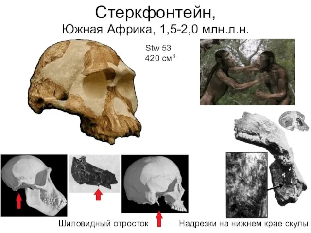 Стеркфонтейн, Южная Африка, 1,5-2,0 млн.л.н. Stw 53 420 см3 Шиловидный отросток Надрезки на нижнем крае скулы