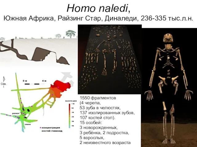 Homo naledi, Южная Африка, Райзинг Стар, Диналеди, 236-335 тыс.л.н. 1550 фрагментов (4