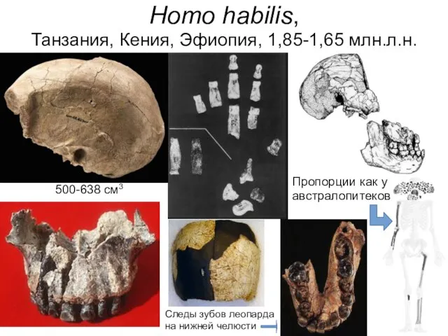 500-638 см3 Homo habilis, Танзания, Кения, Эфиопия, 1,85-1,65 млн.л.н. Пропорции как у