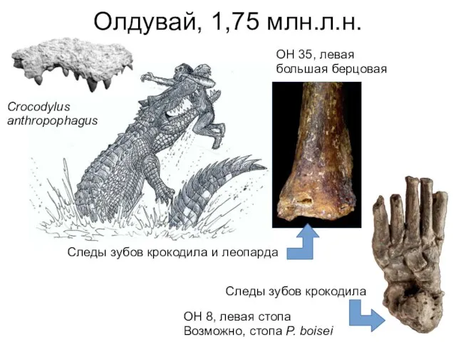 OH 8, левая стопа Возможно, стопа P. boisei Олдувай, 1,75 млн.л.н. OH