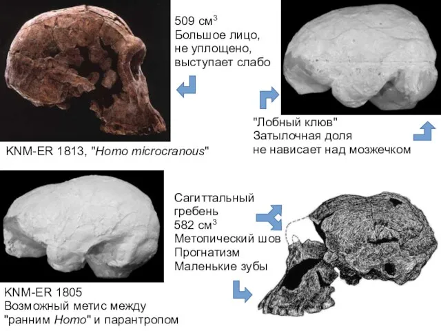 KNM-ER 1805 Возможный метис между "ранним Homo" и парантропом KNM-ER 1813, "Homo