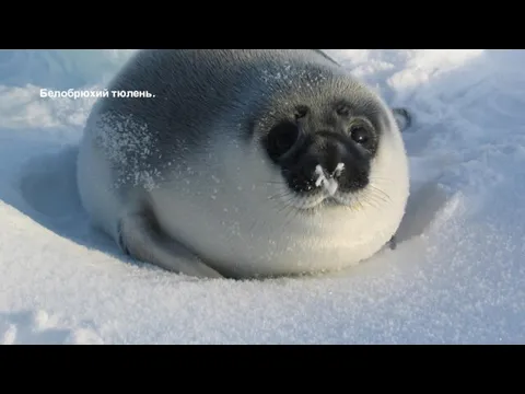 Белобрюхий тюлень.