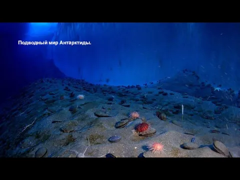 Подводный мир Антарктиды.