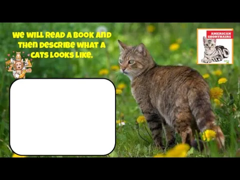 We will read a book and then Describe what a cats looks like.