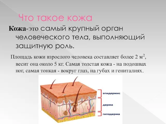 Что такое кожа Кожа-это самый крупный орган человеческого тела, выполняющий защитную роль.