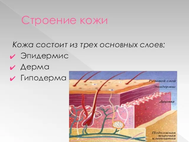 Строение кожи Кожа состоит из трех основных слоев: Эпидермис Дерма Гиподерма