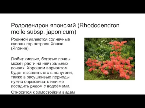 Рододендрон японский (Rhododendron molle subsp. japonicum) Родиной являются солнечные склоны гор острова