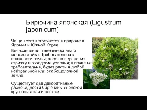 Бирючина японская (Ligustrum japonicum) Чаще всего встречается в природе в Японии и