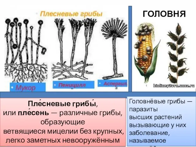 ГОЛОВНЯ Головнёвые грибы — паразиты высших растений вызывающие у них заболевание, называемое