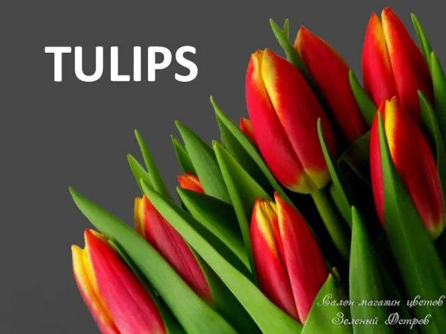 TULIPS