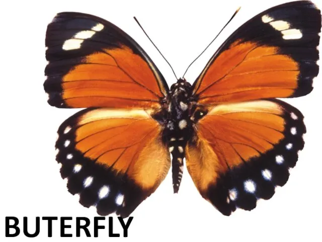 BUTERFLY