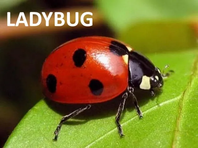 LADYBUG