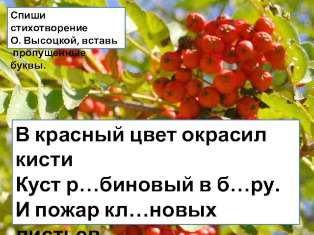 В красный цвет окрасил кисти Куст р…биновый в б…ру. И пожар кл…новых