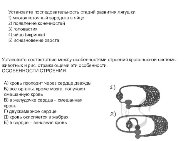 Установите последовательность стадий развития лягушки. 1) многоклеточный зародыш в яйце 2) появление