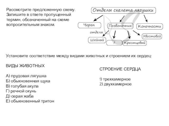 Рассмотрите предложенную схему. Запишите в ответе пропущенный термин, обозначенный на схеме вопросительным